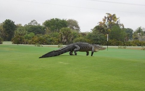Kinh hoàng phát hiện cá sấu “khủng” tung tăng trong sân golf