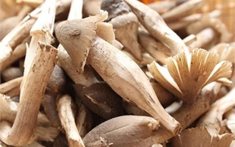 Nấm mối ủ chất kích thích: Đặc sản đầu độc người ăn
