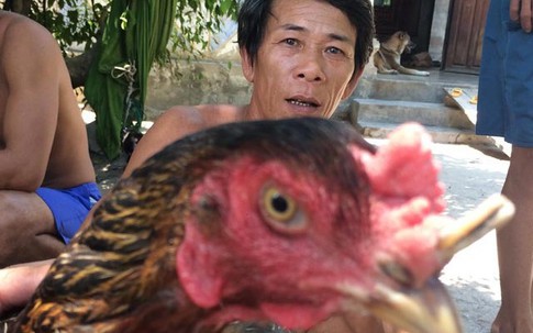 Gà mái mọc sừng như… tê giác trả 10 triệu đồng chưa bán