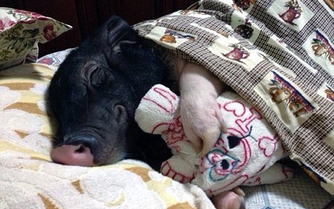 Chồng nổi ghen vì vợ suốt ngày ăn ngủ với lợn cưng