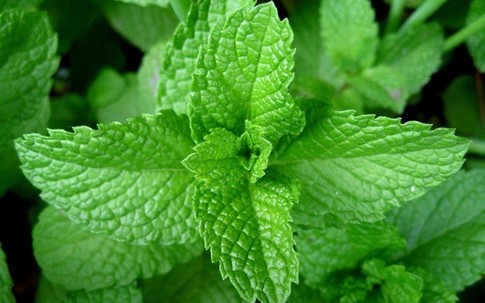 3 loại nước trong dịp Tết giúp bạn có sức khỏe vàng