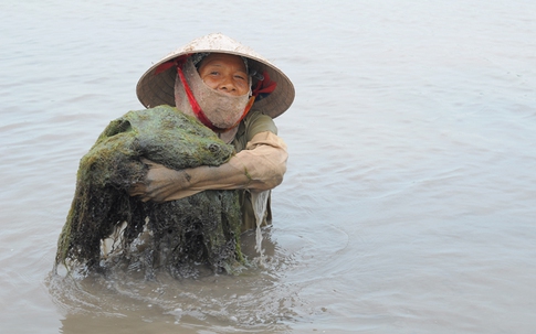 Những phụ nữ dầm mình vớt rong làm thạch