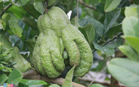 Những loại cây, quả được giới nhà giàu săn lùng chưng Tết