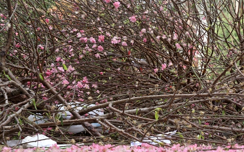 'Xác' đào, quất ngập phố Hà Nội