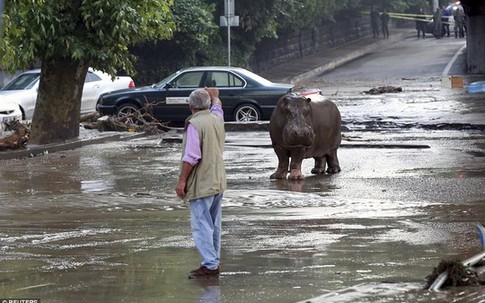 Thành phố náo loạn vì thú dữ tràn ra đường sau lũ lụt