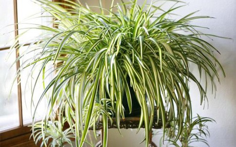 5 loại cây xanh tốt trong nhà thiếu sáng