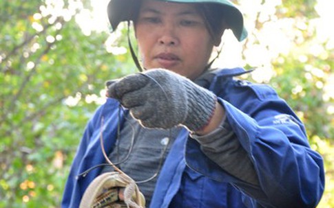 Thu lãi cả trăm triệu đồng mỗi năm nhờ nuôi kỳ nhông cát