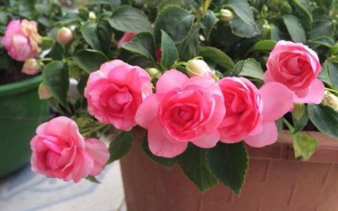 Mê mẩn nhà phố núi ba tầng rực sắc dạ yến thảo