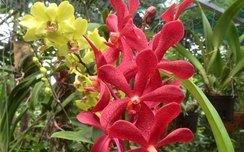 Giàn phong lan, cẩm cù đẹp mê hồn của người mẹ xứ Quảng