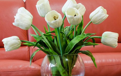 3 loại hoa phá vỡ phong thủy nên kiêng trong nhà