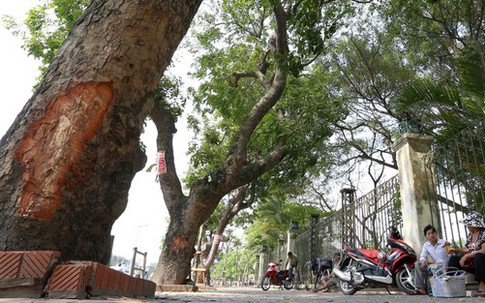 Nghi vấn bí ẩn vụ xà cừ bị lột vỏ hàng loạt trên đường phố Hà Nội