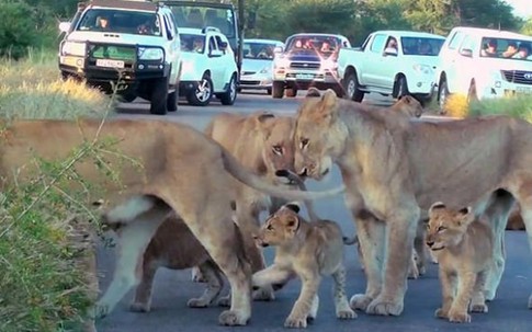 Kinh ngạc bầy sư tử kéo nhau ra đường ăn ngủ gây ách tắc giao thông
