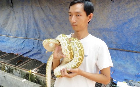 Nuôi trăn đột biến làm kiểng ở miền Tây