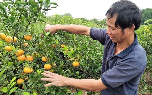 Cam Canh, bưởi Diễn "mượn danh" bán nhan nhản trên thị trường