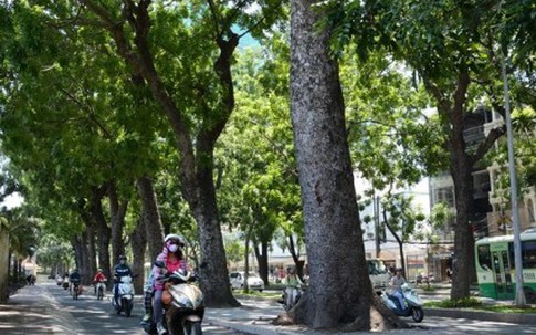 Nhiều dự án ở Sài Gòn “né” cây xanh