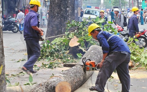 Tiếng cưa và tiếng kêu