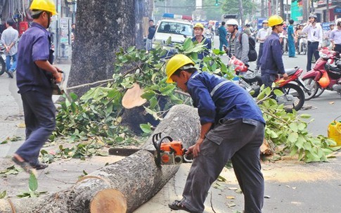 Lộ danh sách nhiều cán bộ bị đình chỉ sau vụ chặt hạ cây xanh Hà Nội
