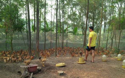 Kỹ sư cơ khí thu hơn 7 tỷ đồng từ nuôi lợn, gà sạch
