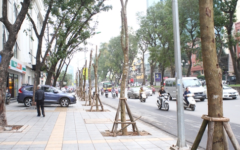 Sẽ công khai trách nhiệm vụ chặt hạ cây xanh ở Hà Nội