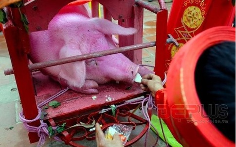 Sẽ rước lợn thay vì chém lợn