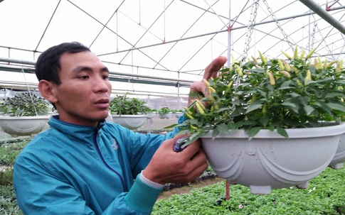 Choáng với hạt giống cây cảnh lạ giá 250.000 đồng