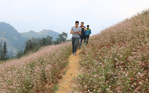 Các điểm ngắm hoa tam giác mạch đẹp ở Hà Giang