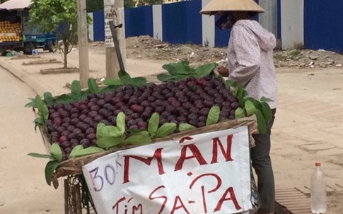 Mận tím “khủng” đột lốt Sapa bán ngập phố