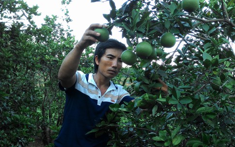 Chàng trai vào núi lập trang trại kiếm 1 tỷ đồng/năm