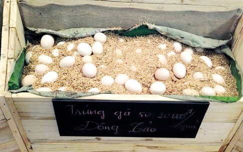 Vì sao trứng gà Đông Tảo đắt gấp 20 lần trứng gà ta?