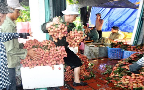 Vải thiều “ngọt” hơn nhờ giá “chát”?