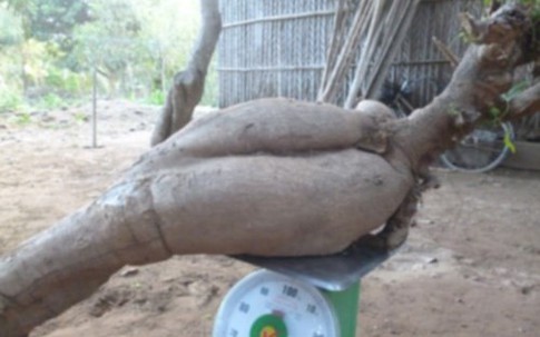 Nông dân đào giếng trúng củ khoai mì nặng 60kg