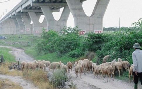 Kiếm trăm triệu mỗi năm nhờ chăn cừu ở chân cầu Vĩnh Tuy
