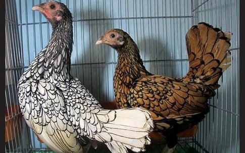 Những giống gà bạc triệu gây sốc ở Việt Nam