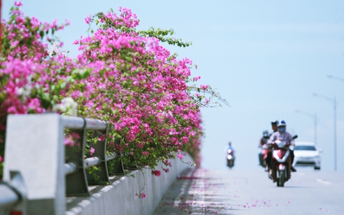 Hoa giấy đẹp rực rỡ trên cầu Bắc Hưng Hải khiến giới trẻ mê mẩn