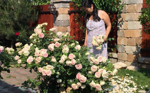 Vườn nhà rực rỡ hoa hồng suốt 20 năm