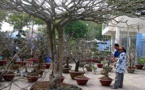 Đấu giá 10 cây mai “khủng” gây quỹ cho công nhân đón Tết