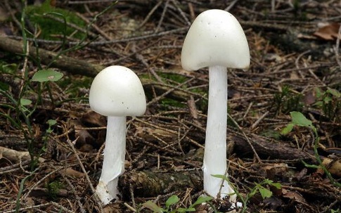 Nhận biết một số loại nấm độc thường gặp