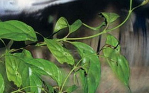 Bị ngược đãi, vợ hái lá ngón làm nộm cho chồng ăn