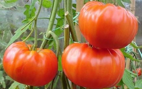Những loại quả lạ gây sốt bà nội trợ Việt