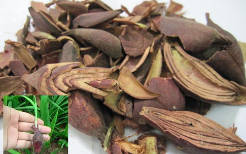 Sâm đại hành có chữa được ung thư máu?