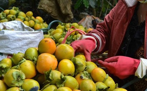 Tắc ruột vì ăn quá nhiều những loại quả vốn bổ dưỡng