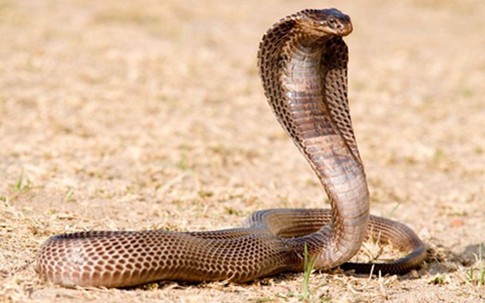 Sốc, chàng trai lấy rắn hổ mang làm vợ