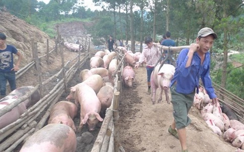 Nông dân lại lao đao vì thương lái Trung Quốc ngừng thu mua