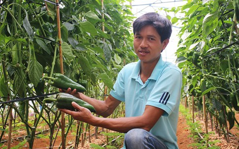 Ớt khổng lồ nửa kg một trái trồng không kịp bán