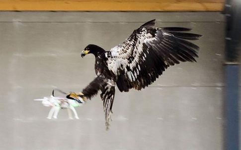 Hà Lan huấn luyện đại bàng để "diệt" drone