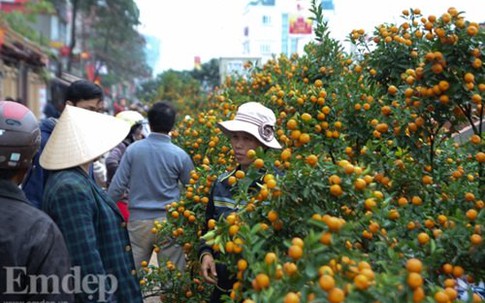 Mẹo cực dễ chọn mua quất Tết "một phát ăn ngay"