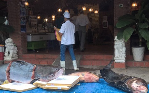 Xẻ thịt cá khủng 200 kg chiều dân nhậu