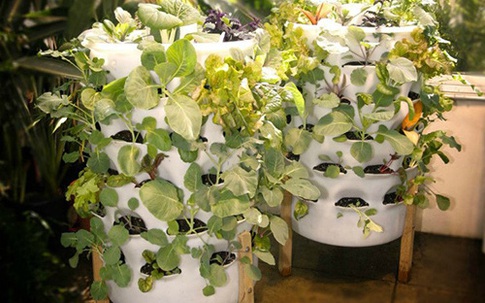 Vườn rau thẳng đứng thích hợp cho các nhà nhỏ