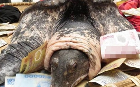 Ba ba khủng bắt được ở Hải Phòng được trả 150 triệu đồng