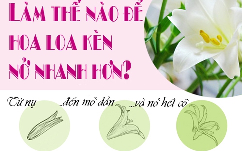 Mẹo kích hoa loa kèn nở căng, tươi lâu